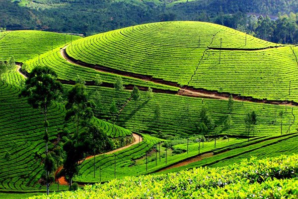 Munnar-plantation-de-thé-inde