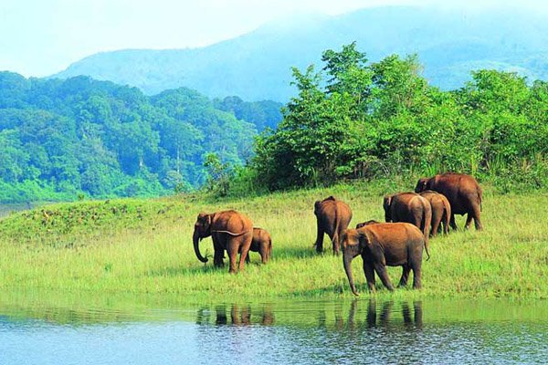 Periyar-elephant-ride-sud-inde