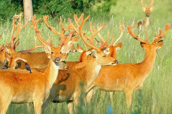 Satpura-forêt-safari-animal