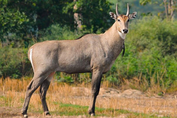 Satpura-forêt-safari-inde-blue-bull-antelope