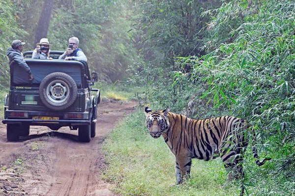 Satpura-forêt-safari-inde-tiger