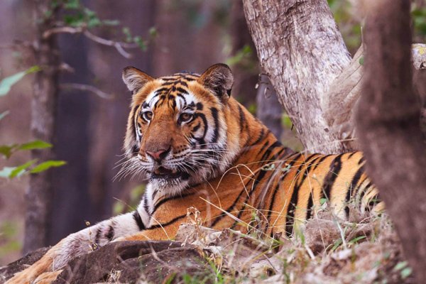 big-tiger-satpura-national-park-safari