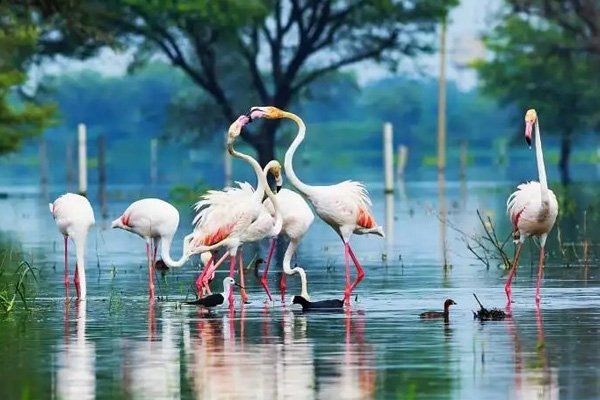 keoladeo-national-park-rajasthan-inde