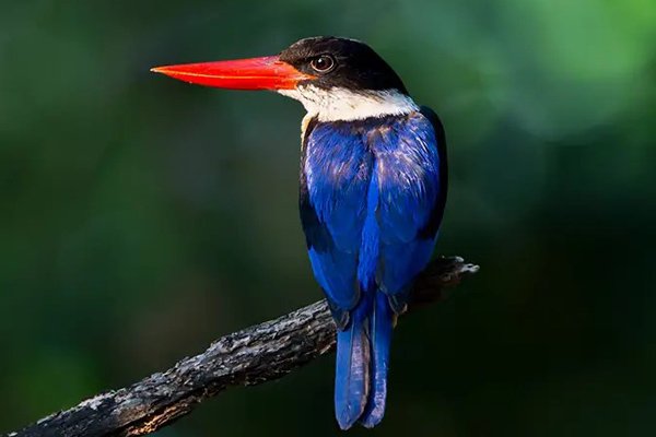 kingfisher-satpura-national-park-safari