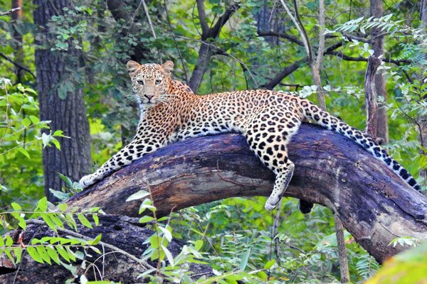 leopard-forêt-inde-Satpura