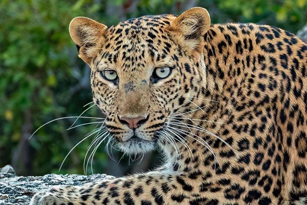 leopard-safari-narlai-rajasthan-inde