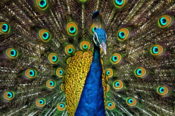 peacock-satpura-national-park-safari