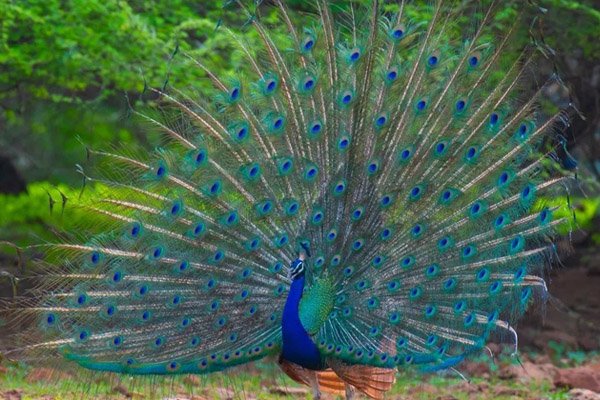 peacock-satpura-national-park