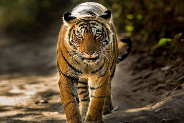 rajasthan-tiger-ranthambore-national-park