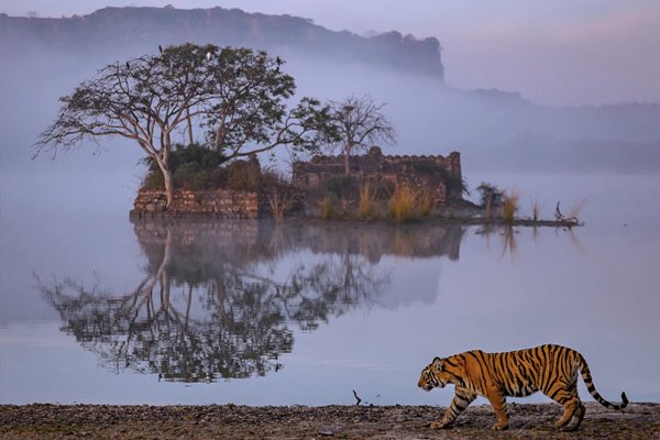 ranthambore-safari-rajasthan-inde-tiger