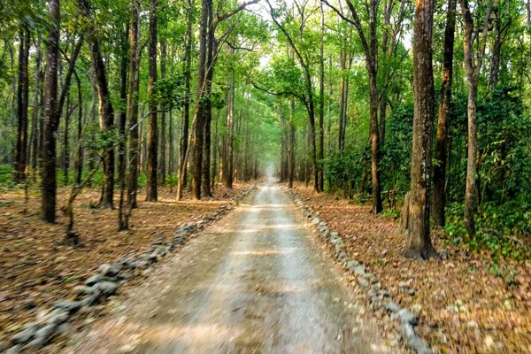 safari-Satpura-inde-forêt