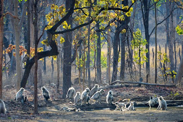 satpura-national-park-safari