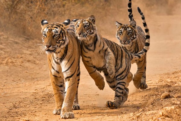 tiger-rajasthan-ranthambore-inde