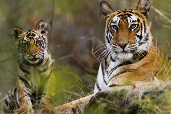 tiger-satpura-national-park-safari